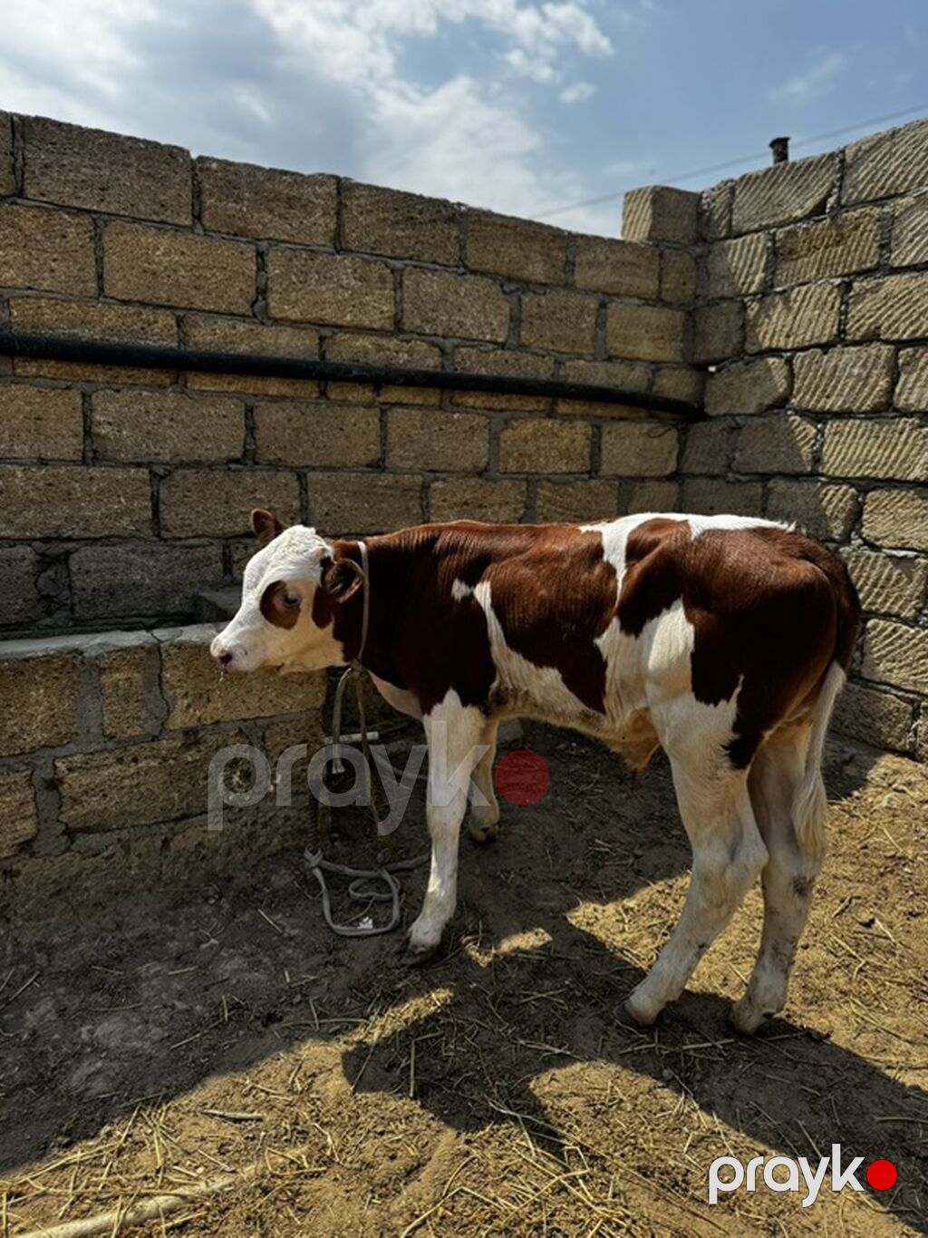 Dana, buzov, Erkək, Simental, ay: 2, Damazlıq, Ətlik — Heyvanlar, Sumqayıt (8)