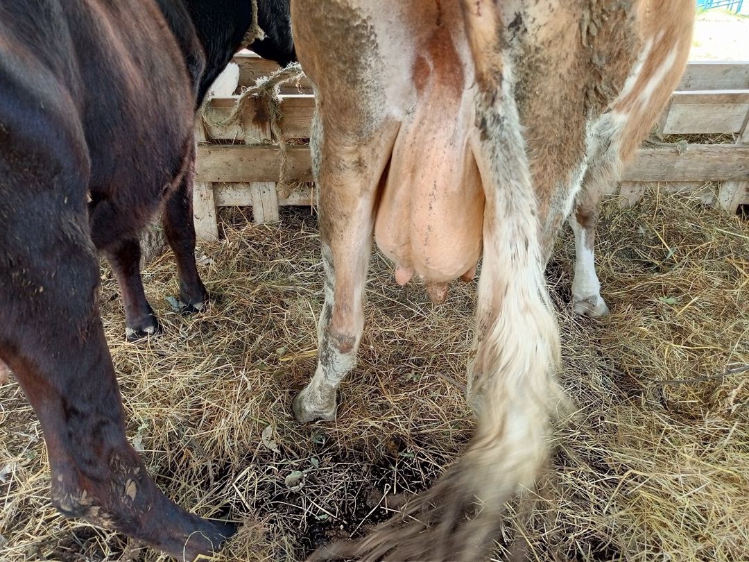 İnəklər — Heyvanlar, Xaçmaz (11)