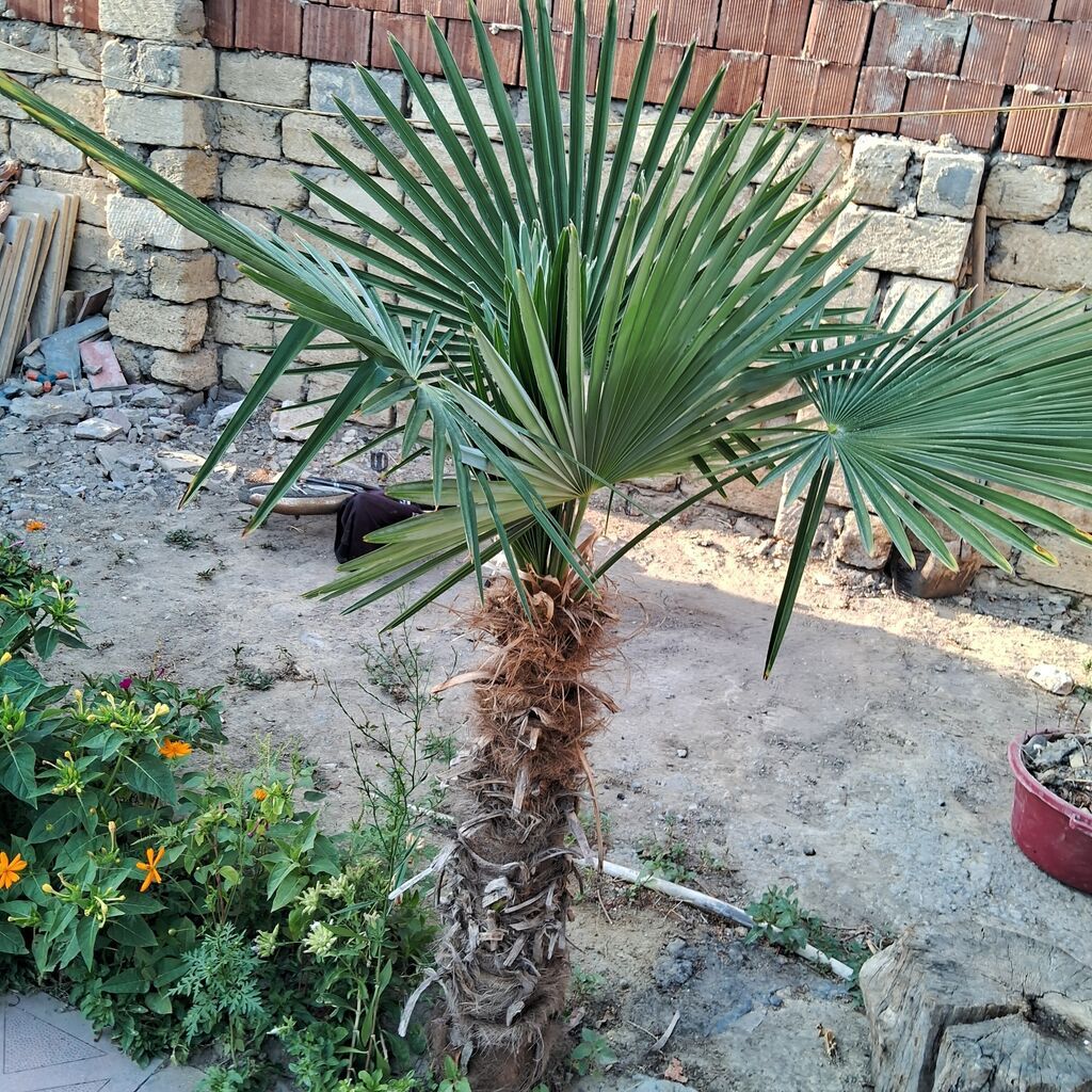 Yelpək yarpaqlı palma ağacı – Trachycarpus fortunei (Həştərxan/Çin — Bitkilər, Masazır (5)