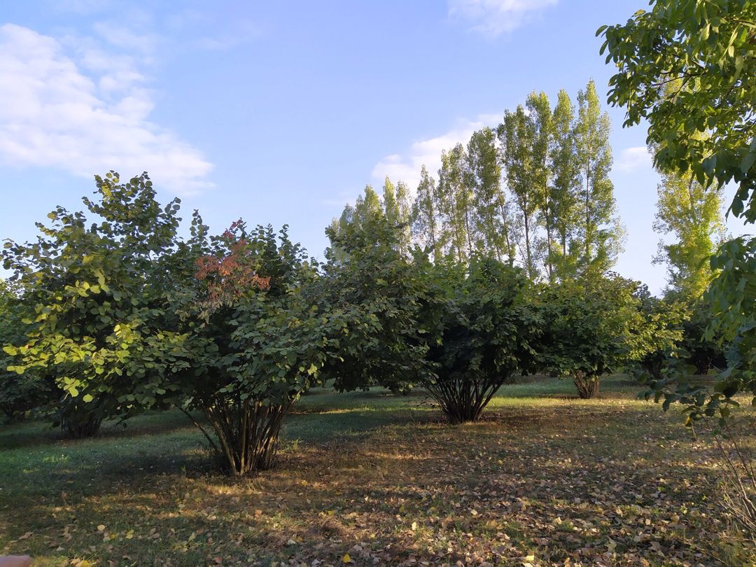 Satılır torpaq 28 sot — Torpaq, Qəbələ