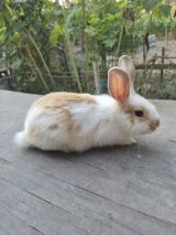 Baladı 2 ay olar məndədi — Dovşanlar