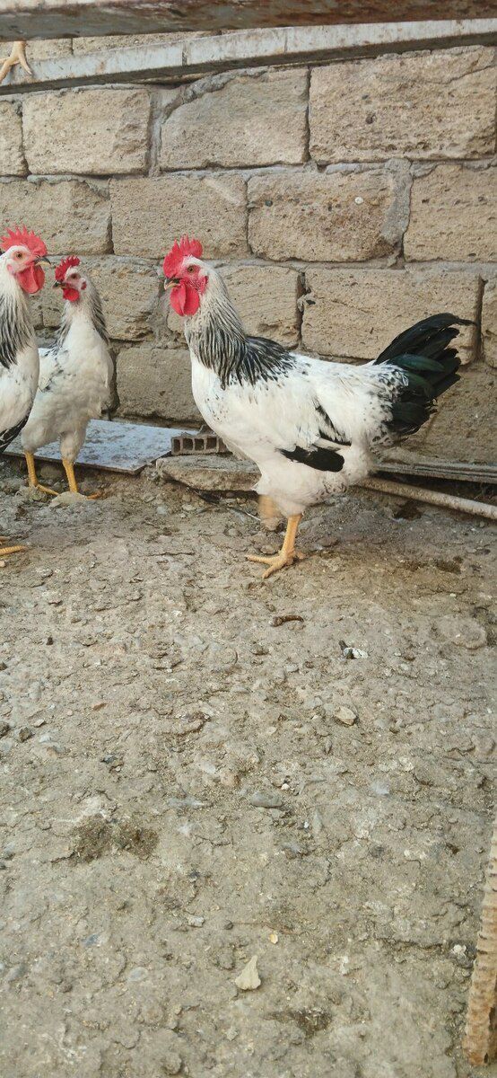 Xoruzlar — Quşlar, Sumqayıt (6)