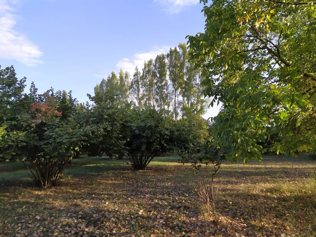 Satılır torpaq 28 sot — Torpaq, Qəbələ (3)