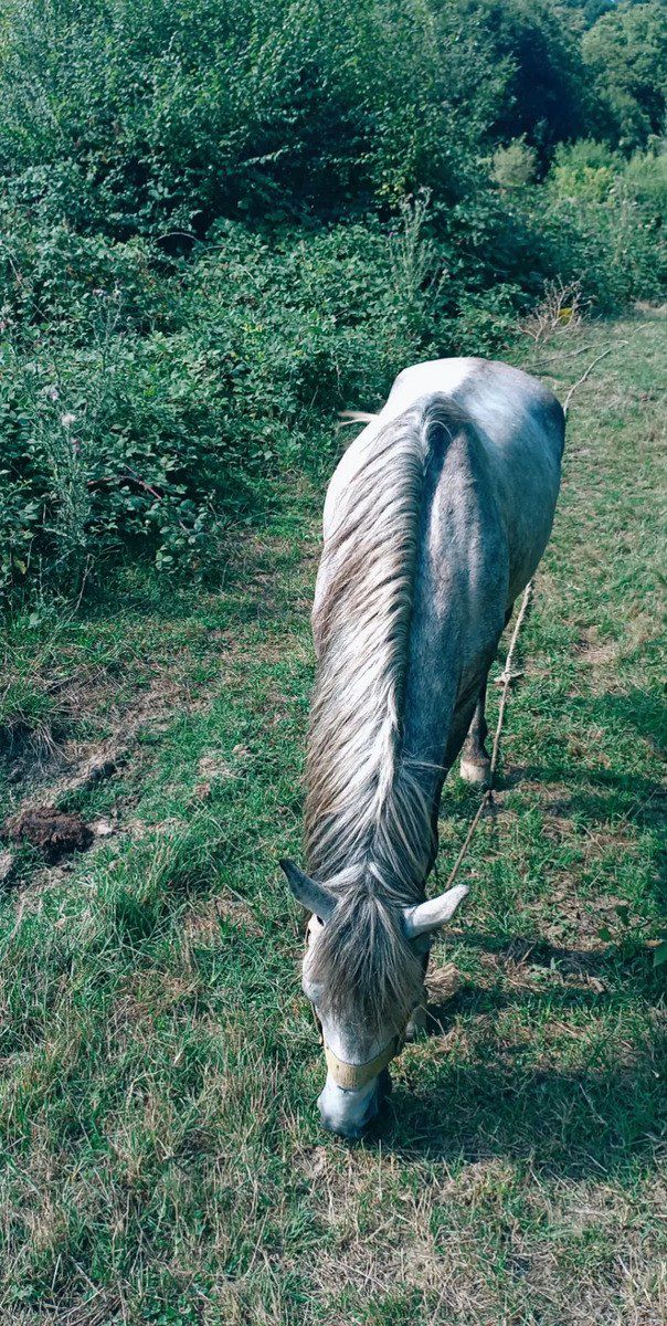 At — Atlar, Quba (2)