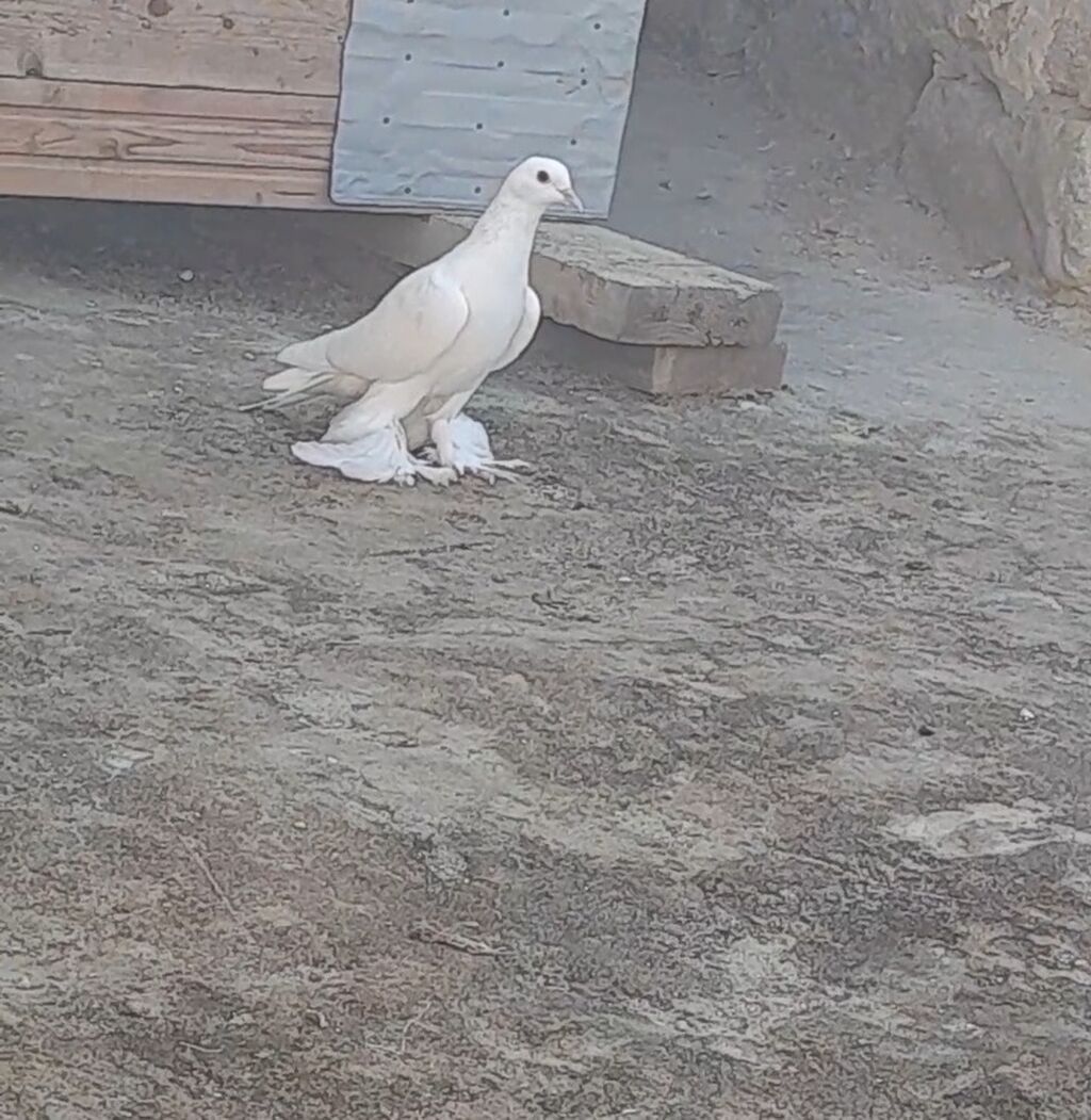 Leleyli orta 2 tuk goy quyrugdu war kimidi oynag tutulmadi qanadi — Quşlar, Bakı (10)