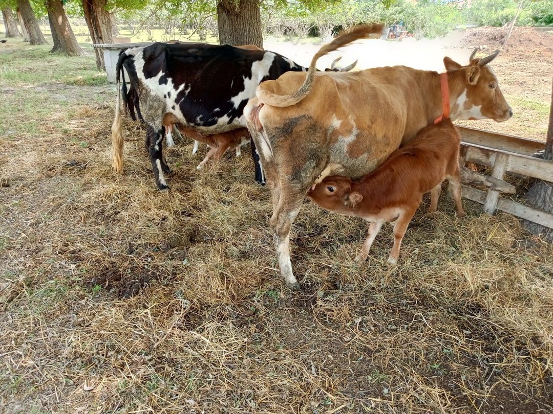 İnəklər — Heyvanlar, Xaçmaz (2)