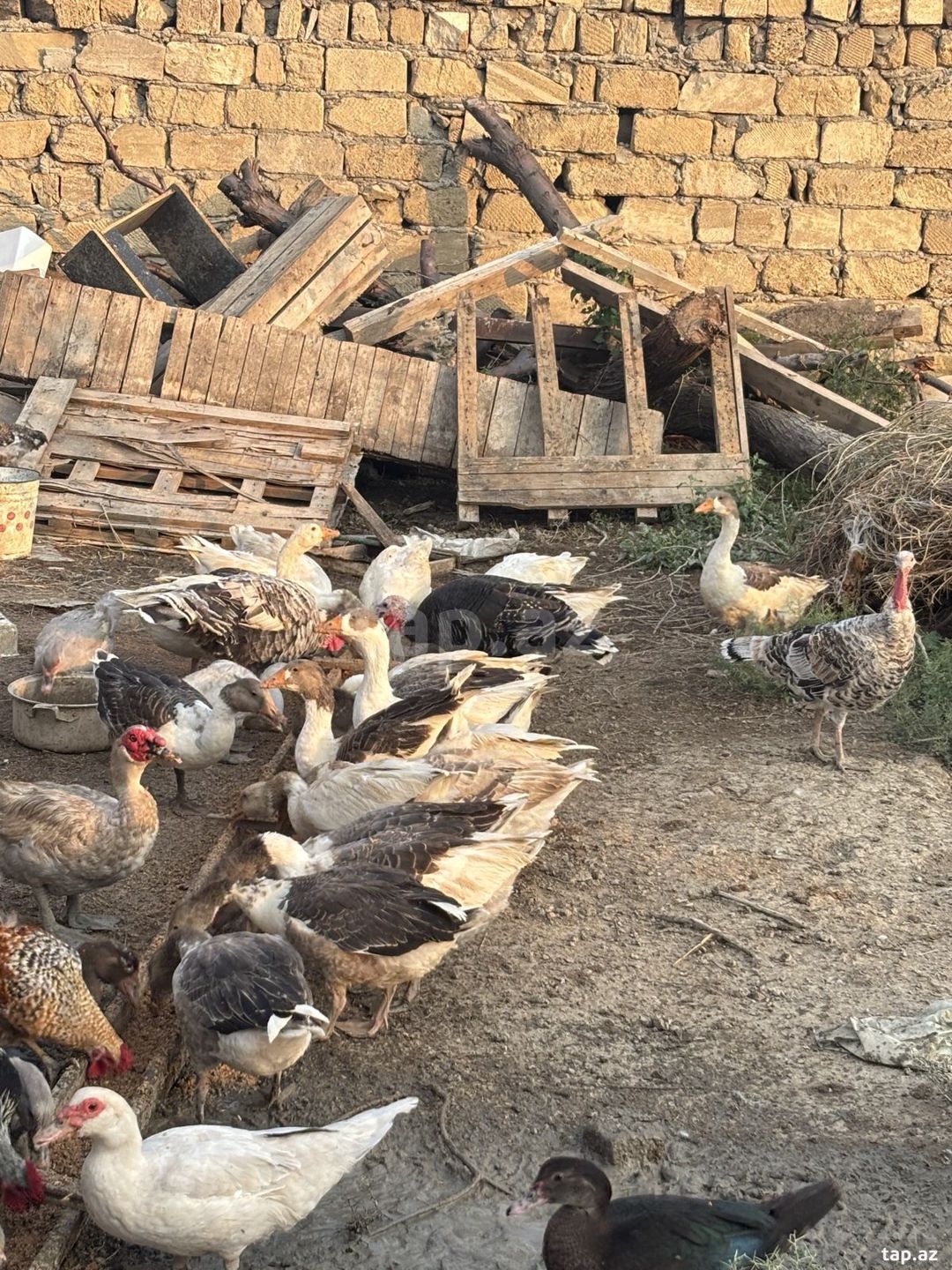 Qazlar — Quşlar, Sumqayıt (4)