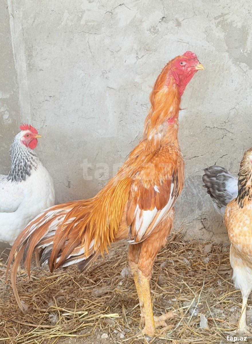 Heyratı — Toyuq və xoruz, Bakı (2)