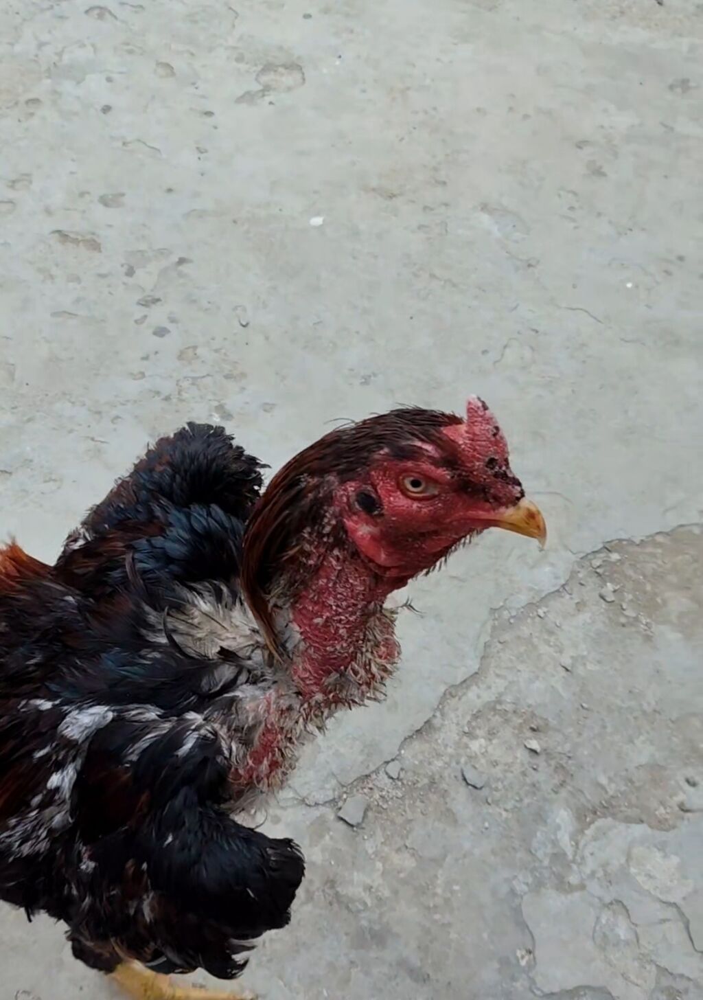 Xoruz, Heyratı, il: 1 — Heyvanlar, Masazır (3)
