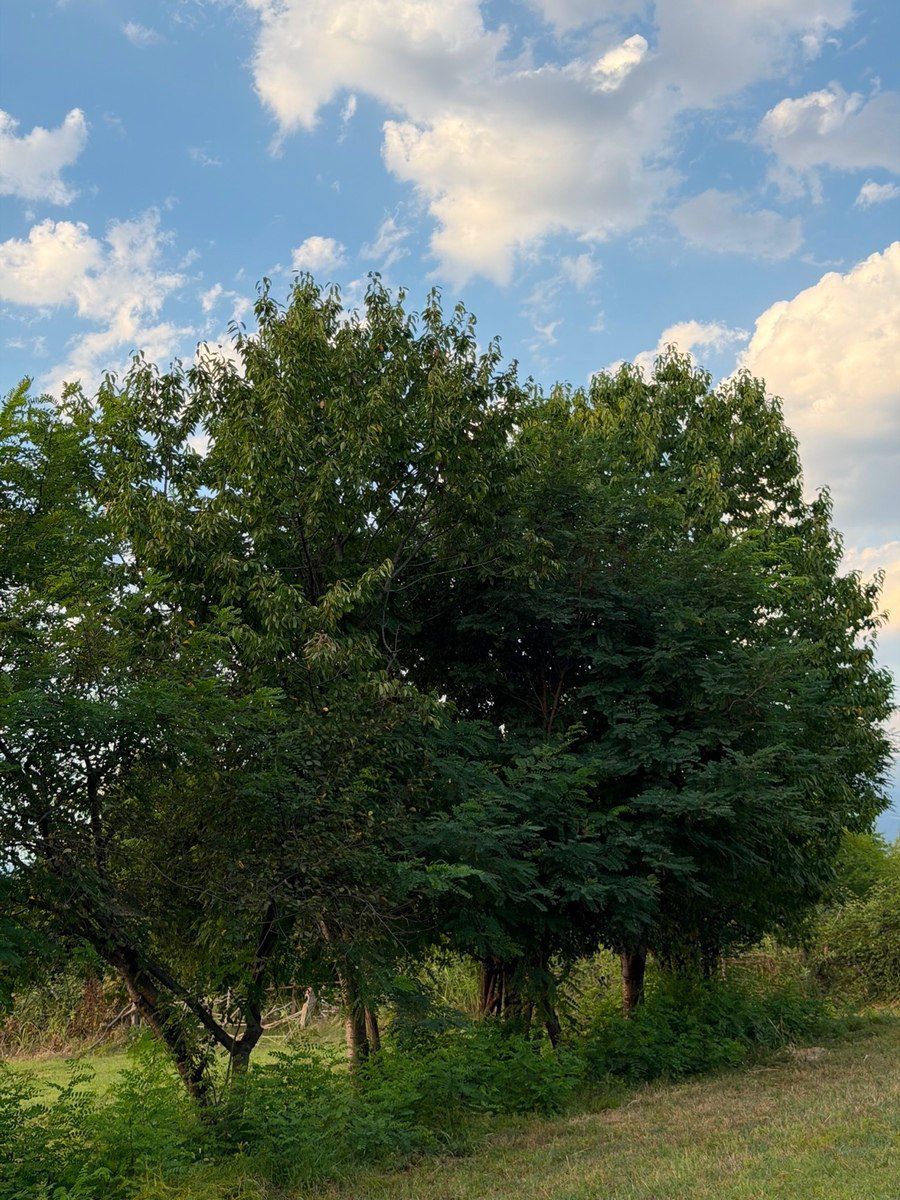 70 sot torpaq sahəsi, Zaqatala r. — Torpaq, Zaqatala (10)