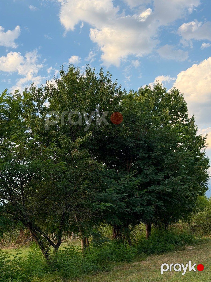 70 sot torpaq sahəsi, Zaqatala r — Torpaq, Zaqatala (10)