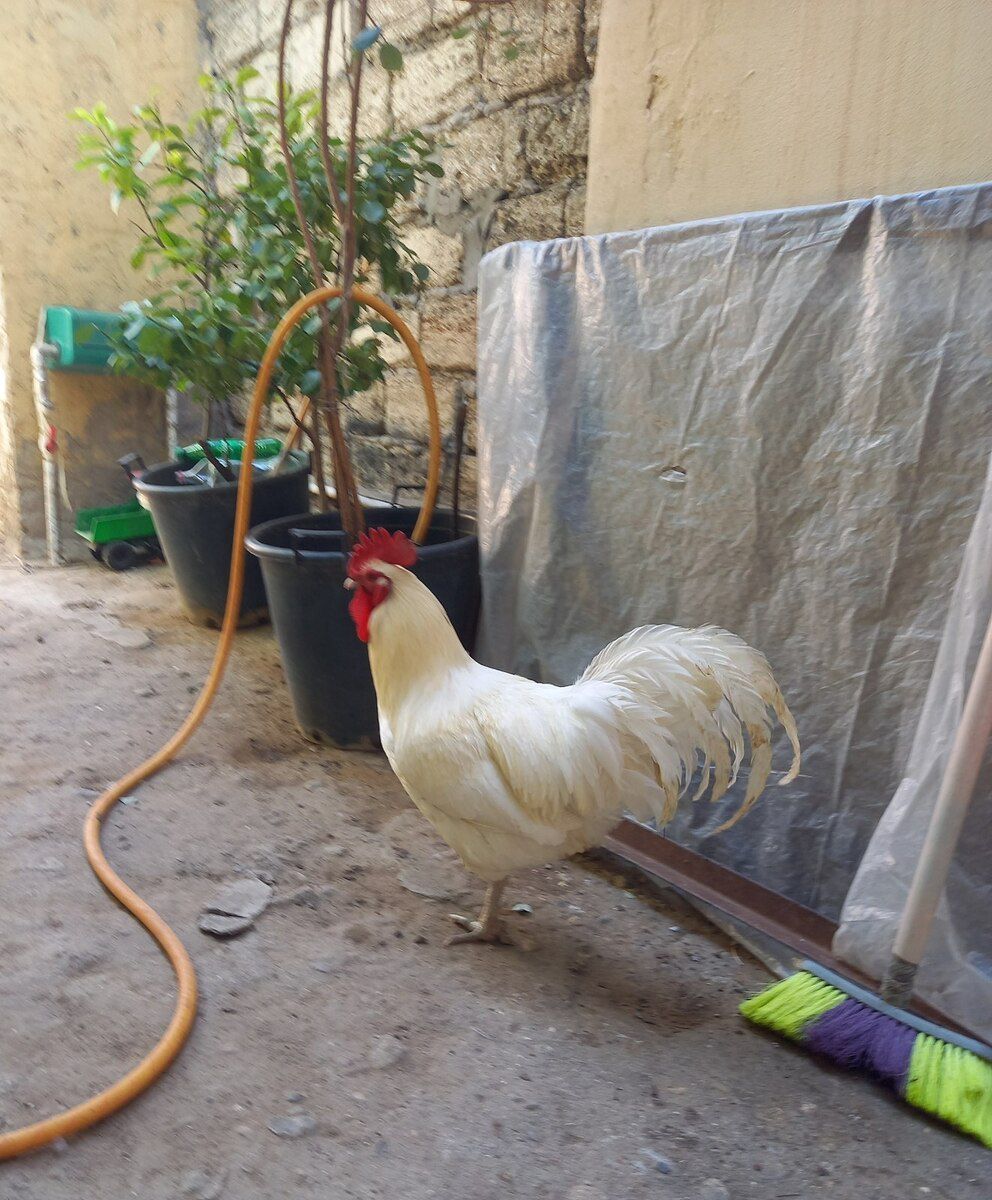 Avstralorp xoruzu — Quşlar, Bakı