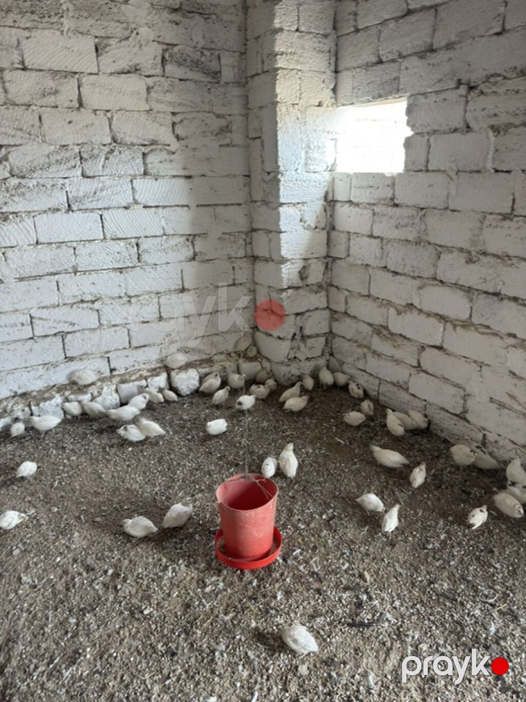 Ağ rəngli bildirçin sürüsü - Növ: yumurtalıq və ətlik istiqamətli ağ — Heyvanlar, Digah (4)