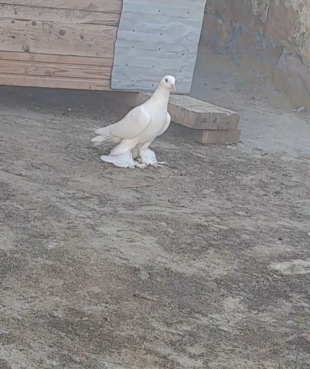 Leleyli tutulmadi orta goy quyrugdu war kimidi oynagdi unvan suraxani — Quşlar, Bakı (6)