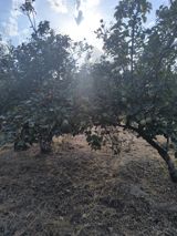 Satılır torpaq 2 sot — Nigar xanim