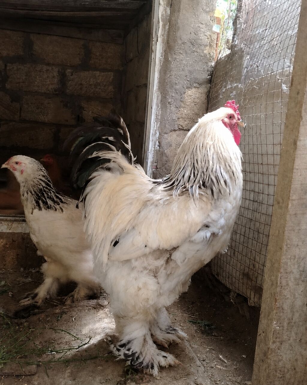 Saf Brahma Sortu. Ağ layt cinsi. Tək toyuqdur deyə yetərincə — Heyvanlar, Sumqayıt