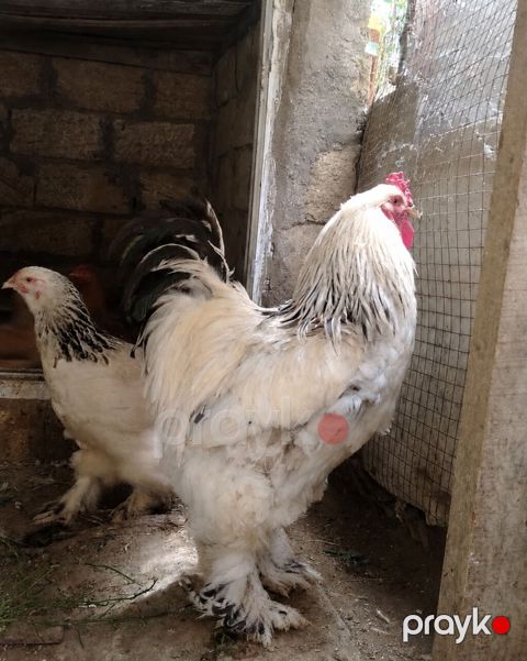 Saf Brahma Sortu. Ağ layt cinsi. Tək toyuqdur deyə yetərincə