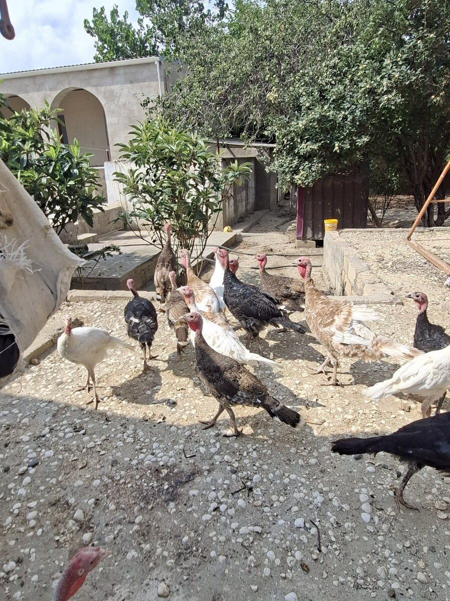Hindquşları — Quşlar, Bakı (3)