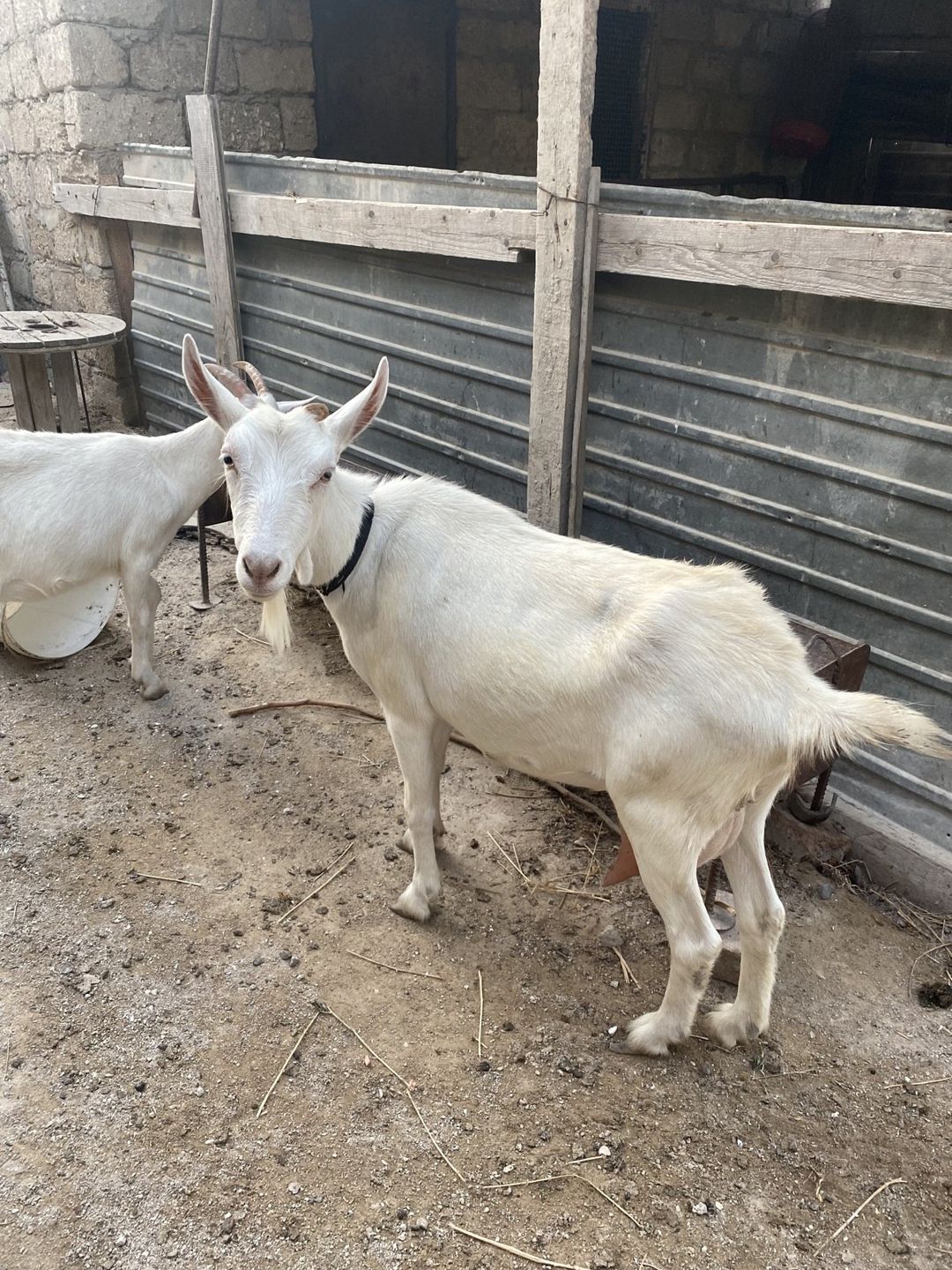 Sannen keçilləri — Heyvanlar, Bakı (4)