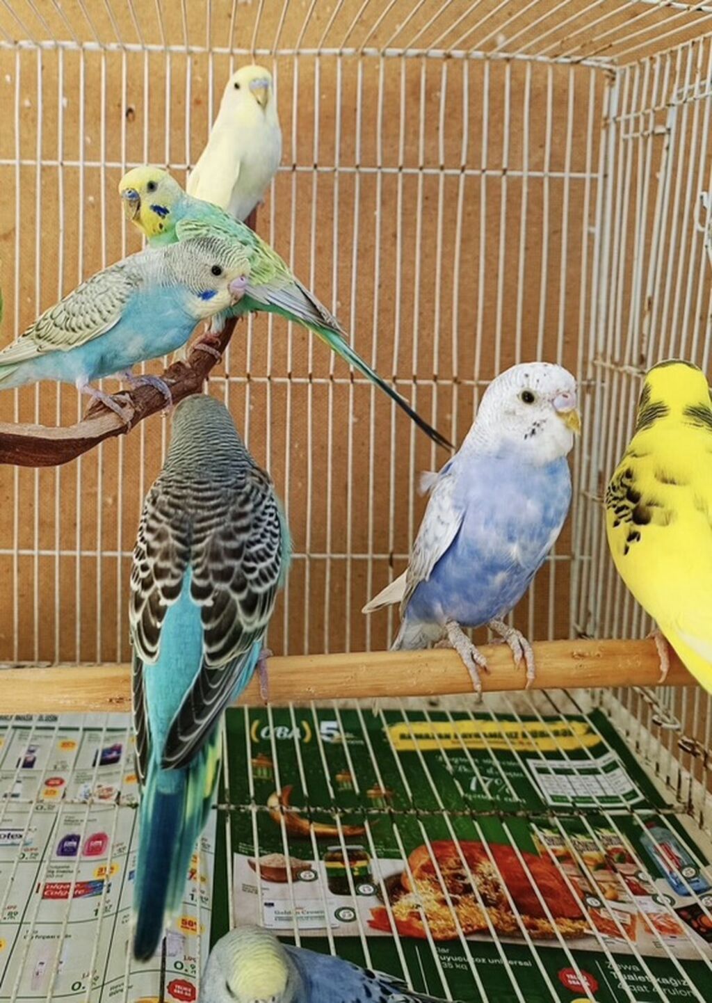 Məhsul: Dalğalı papuqaylar (budgerigar) Xüsusiyyətlər: - Rəng — Quşlar, Sumqayıt (2)
