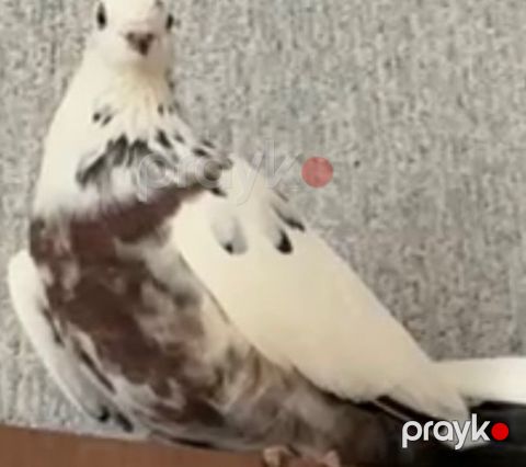 Göyərçin itib