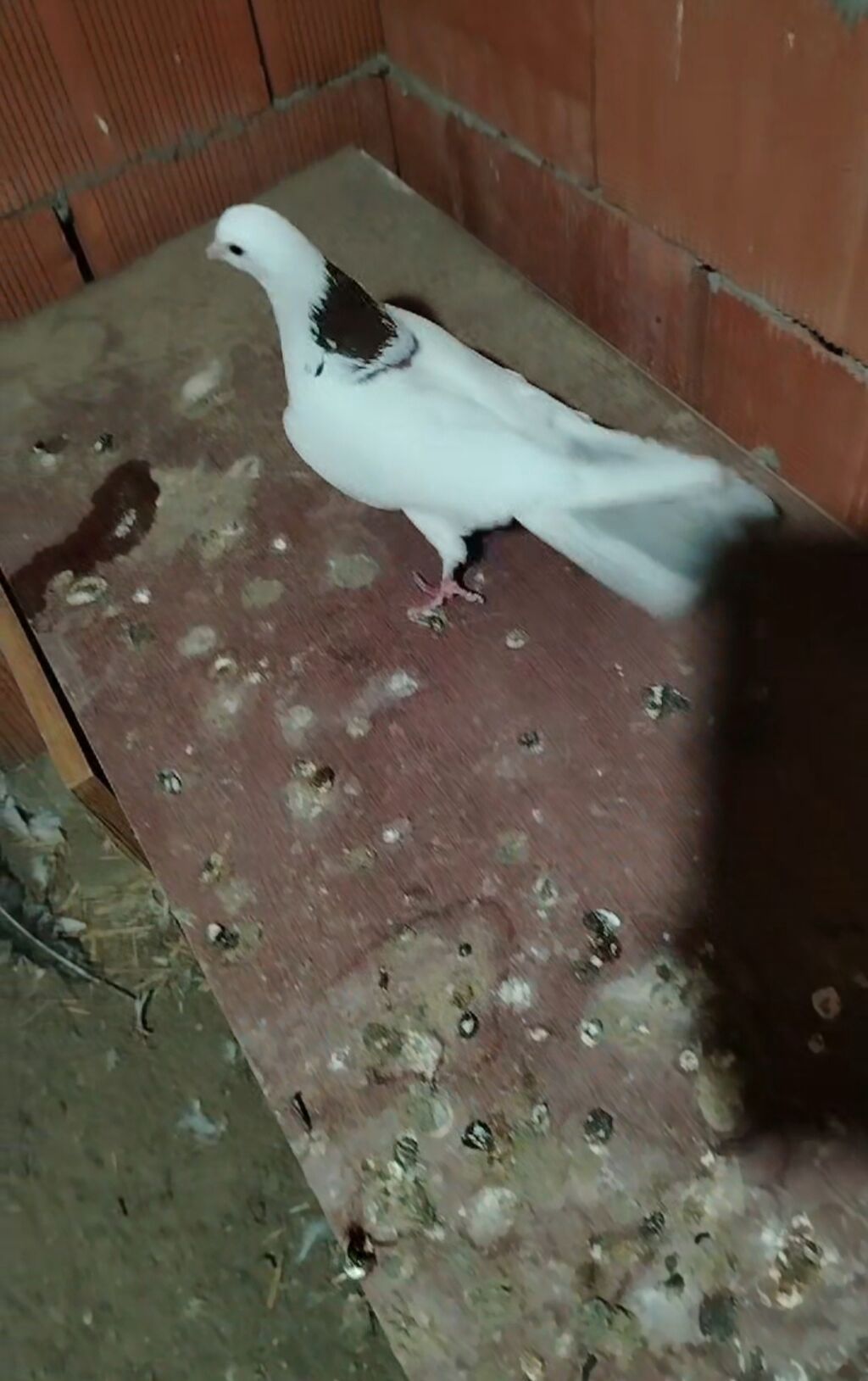 Tecili 2 dene tutulma qirmizi boynu gulu erkeyler cixdi satisa quslara — Quşlar, Novxanı (2)