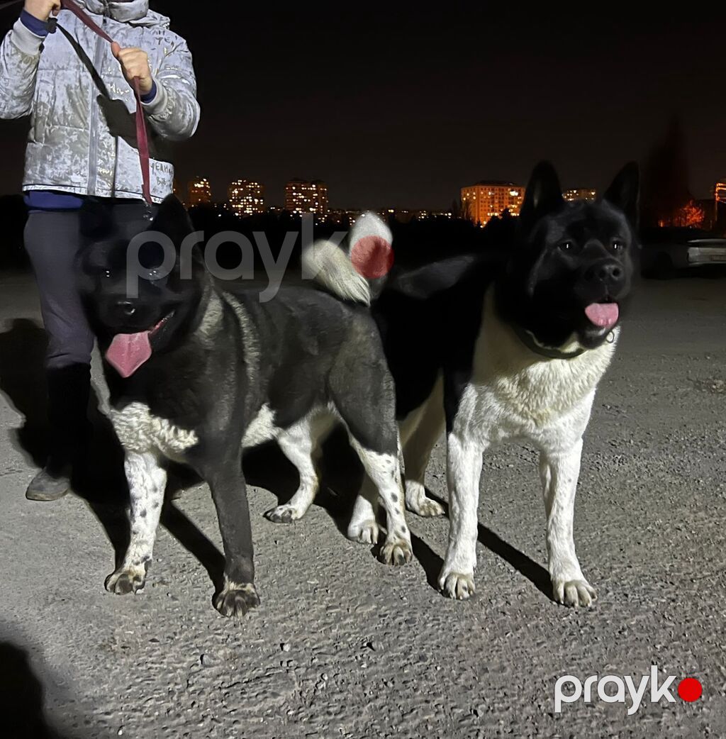Akita-inu, 3 ay, Erkək, Peyvəndli, Ünvandan götürmə — Heyvanlar, Digah (6)