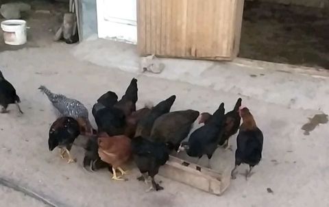 Toyuq cücələri, Ətlik, Ünvandan götürmə — kenan