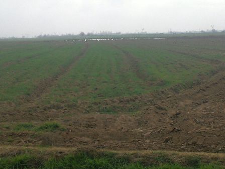 Satılır torpaq 131 sot — Torpaq, Tovuz (2)