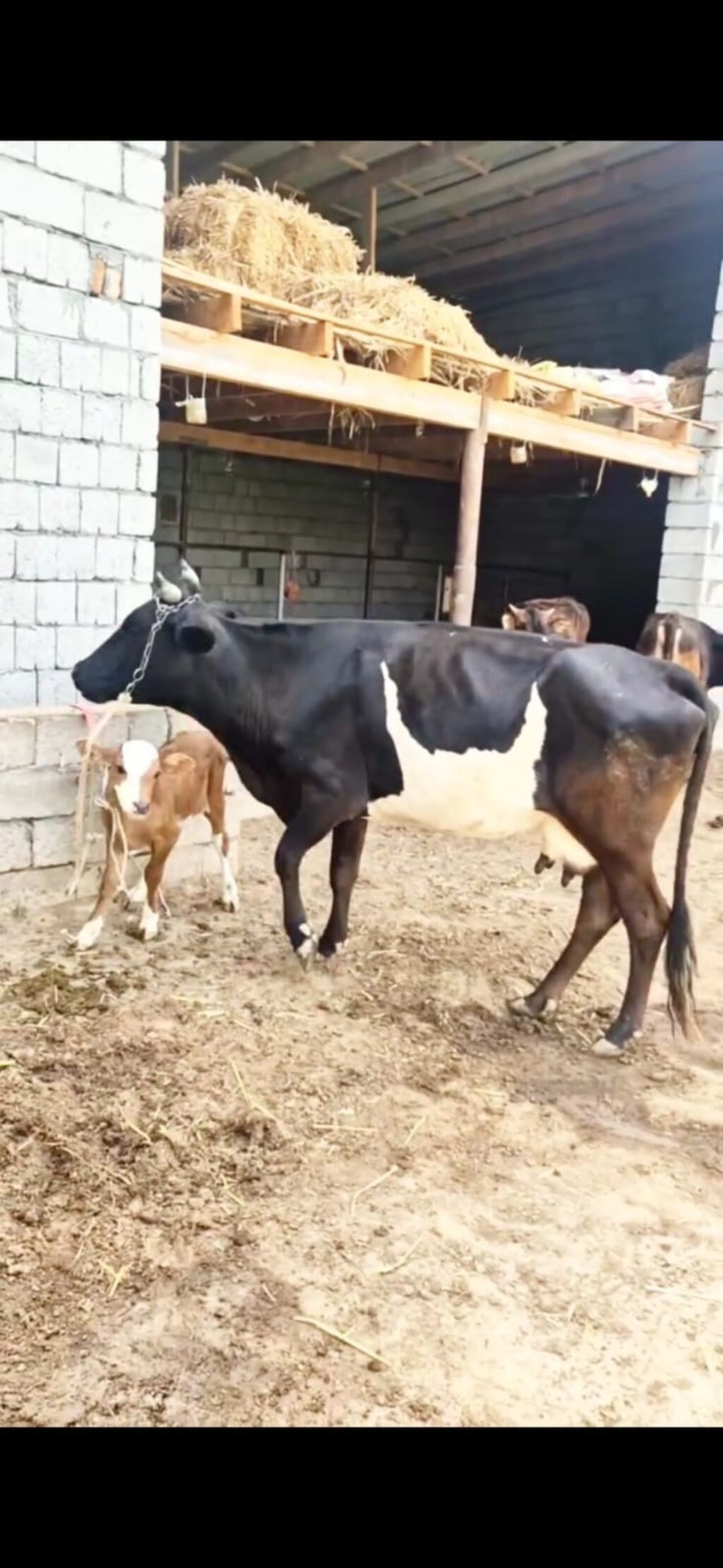 Satılır inək və yanında bala. Qara-ağ rəngli, süd istiqamətli — Heyvanlar, İsmayıllı (6)