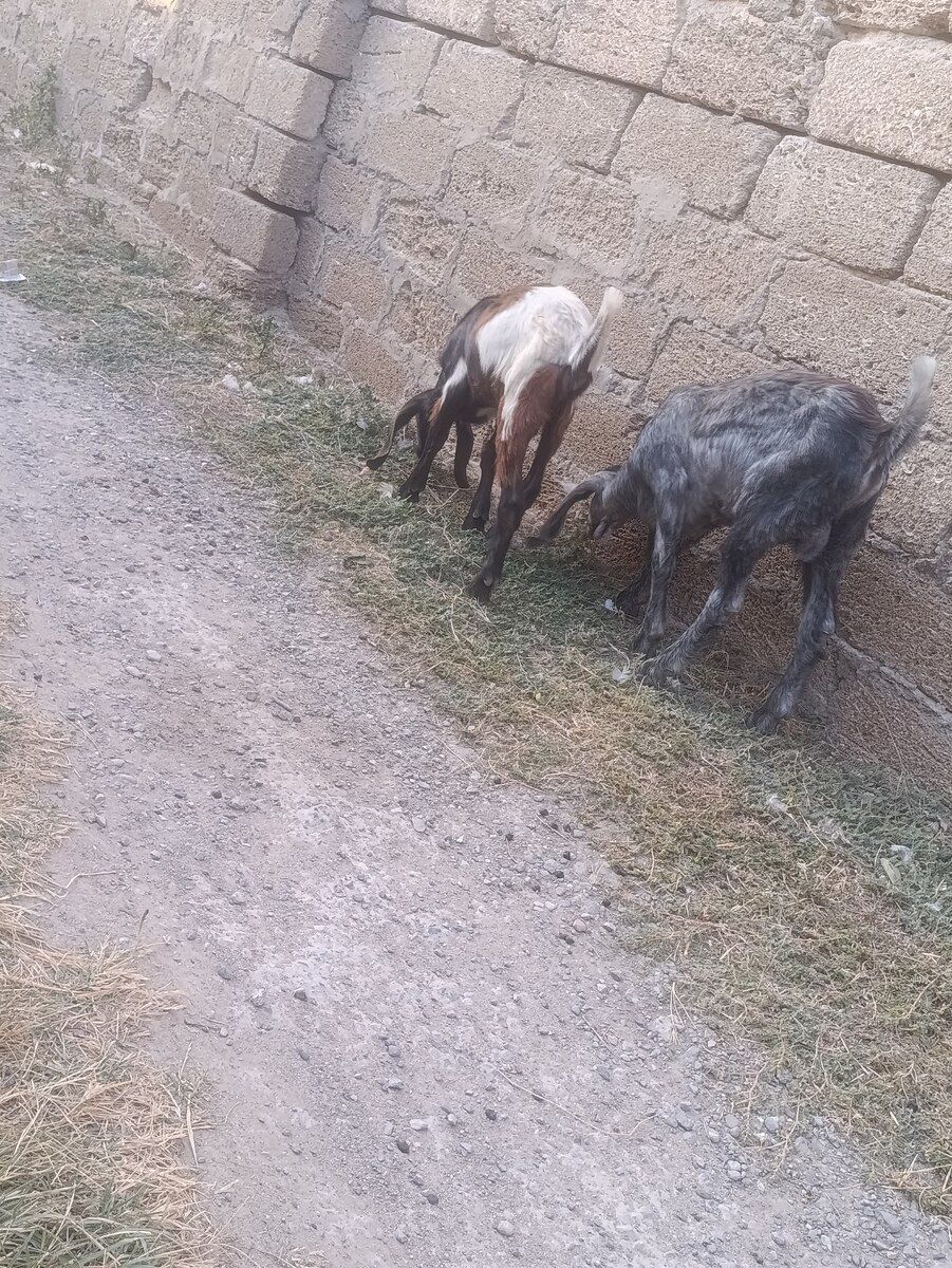 Hələb keçisi — Heyvanlar, Bakı (2)