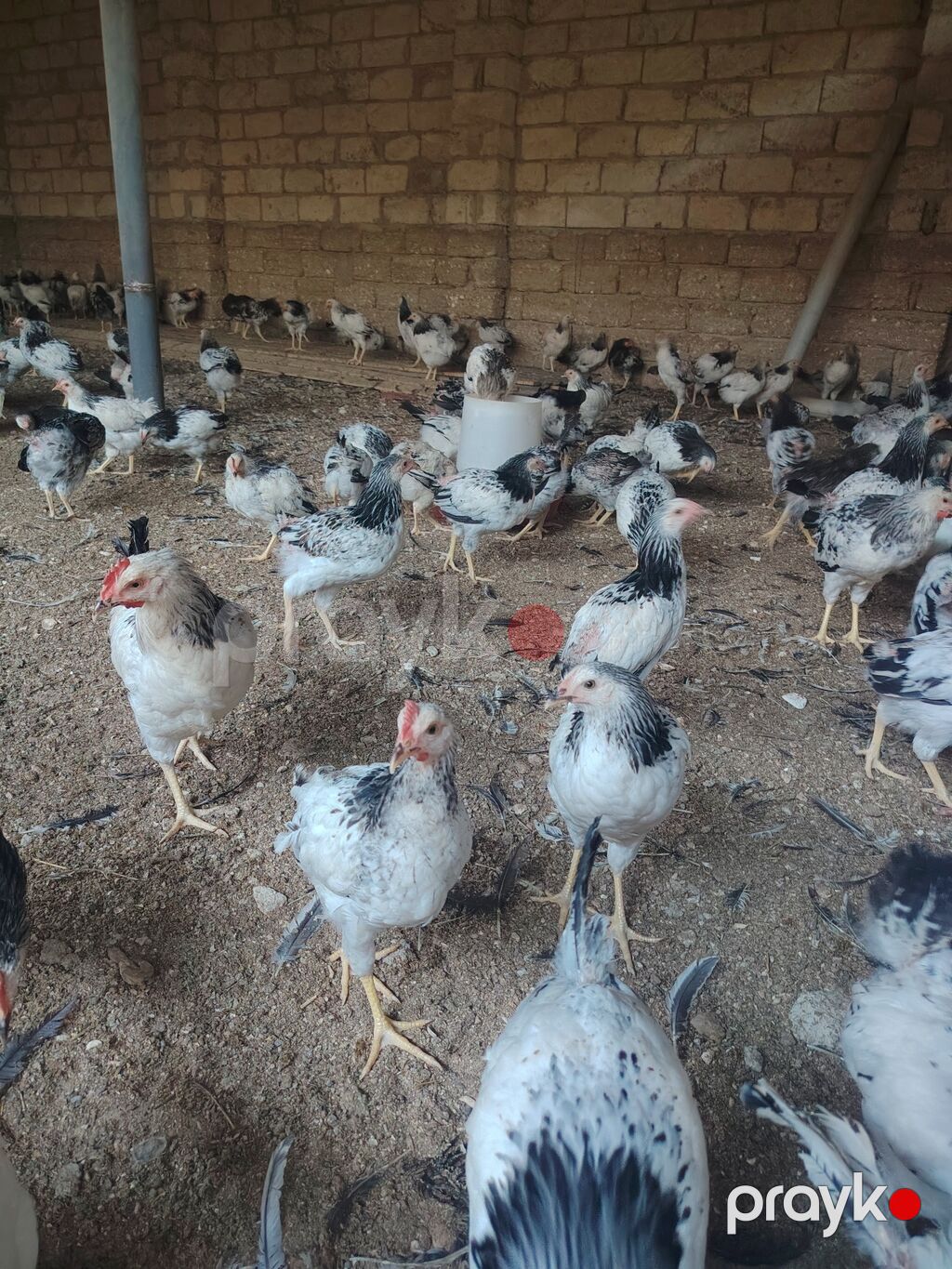 Toyuq cücələri, Damazlıq — Toyuq və xoruz, Digah (2)