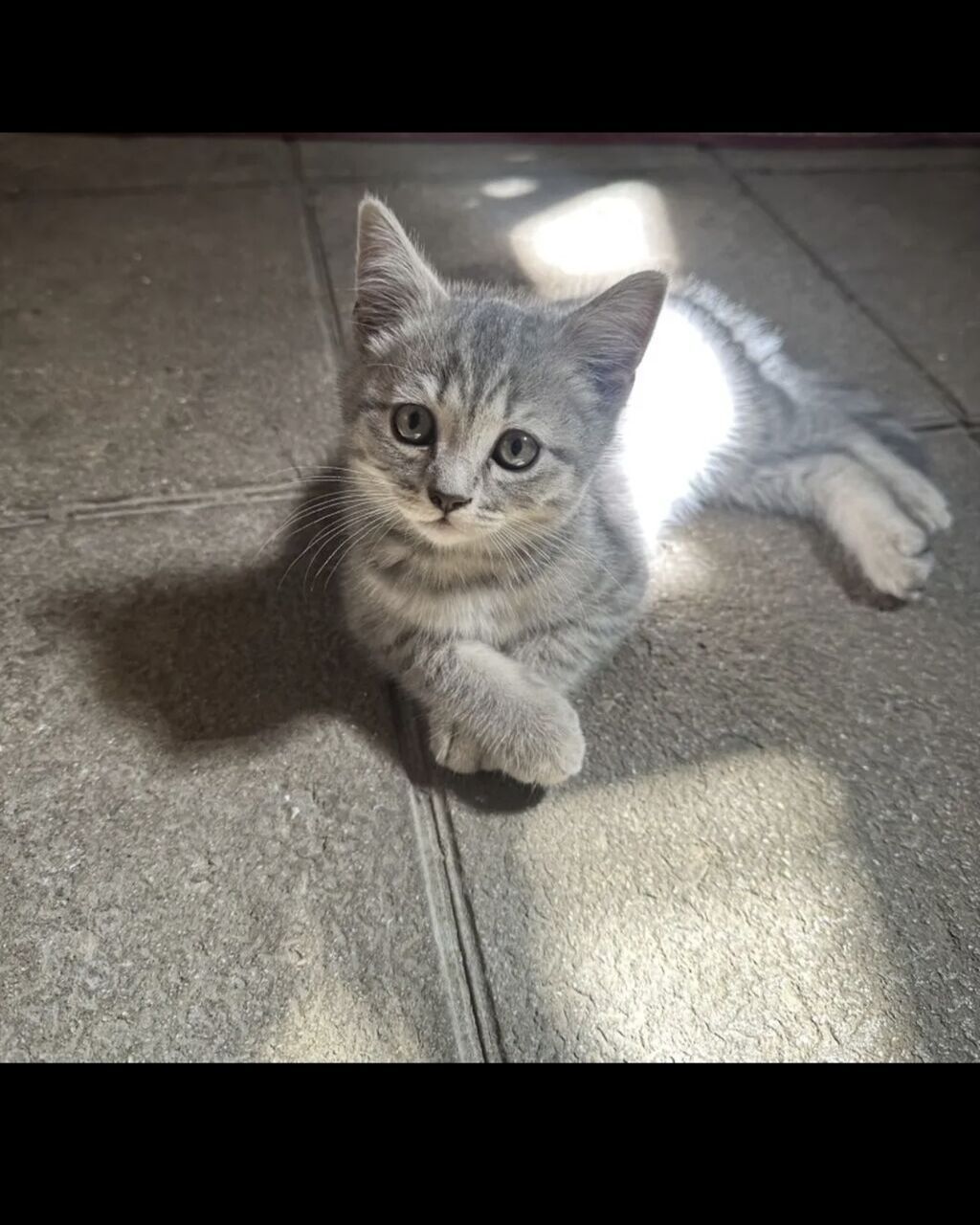 Son bala erkek 50 azn. Wp yazin. Catdirilma var — Digər heyvanlar, Xırdalan (2)