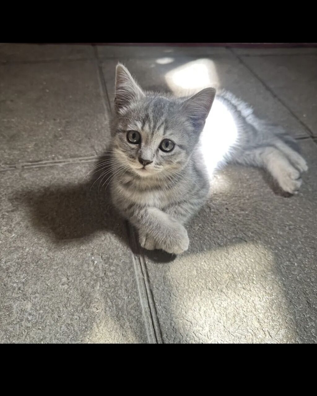 Blue Sinsilla erkek 60 gunluk bala tehvile hazirdir. wp yazin — Digər heyvanlar, Xırdalan (2)