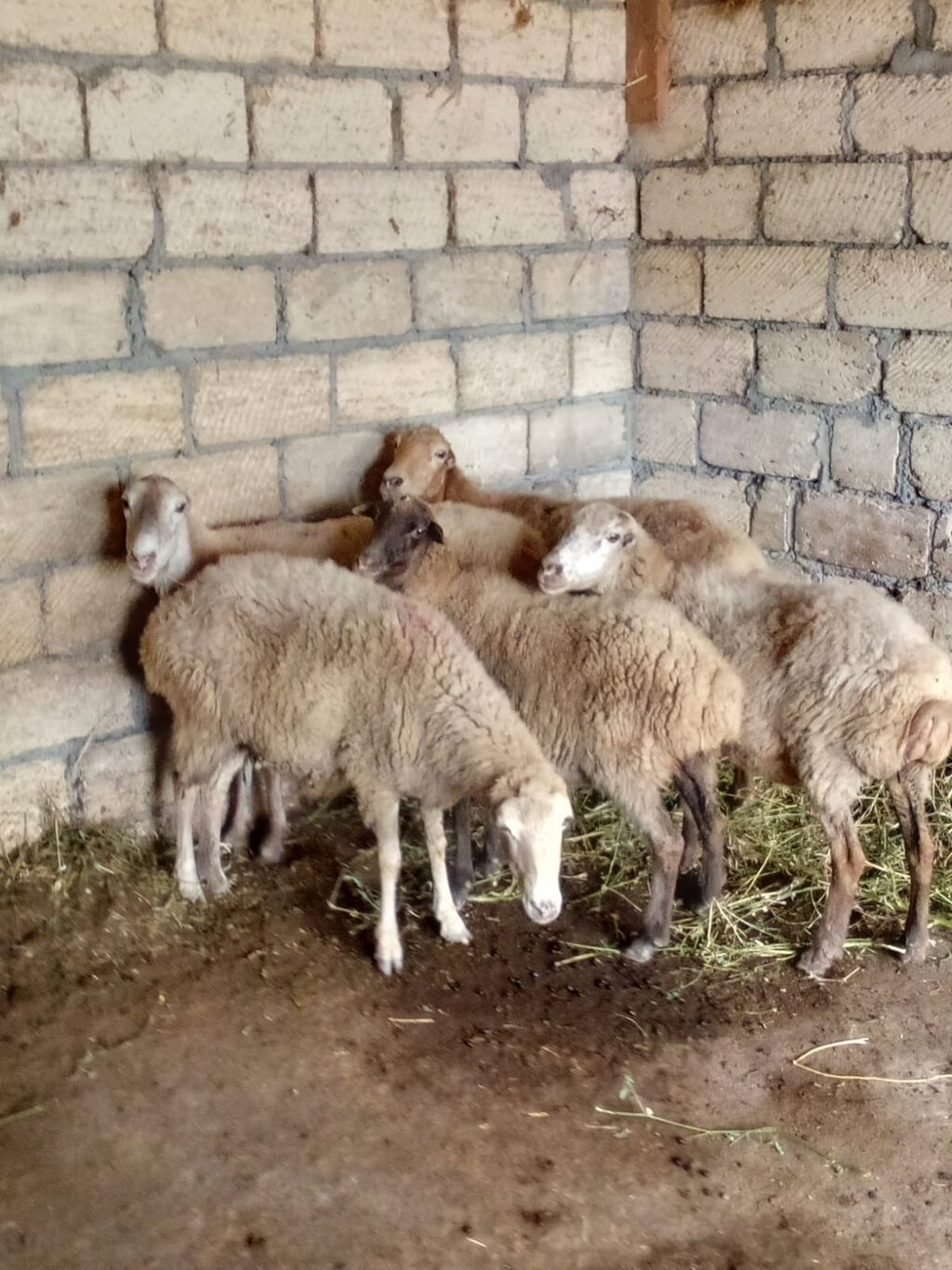 Qoyun sürüsü satılır - Növ: yerli qarışıq ətlik/südlük tipli qoyunlar — Heyvanlar, Qəbələ (3)