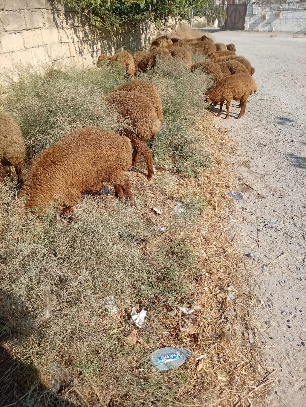 Qoyun sürüsü – yerli cins, qəhvəyi yunlu 39 quzudu biri 215 lə kom — Heyvanlar, Digah (3)