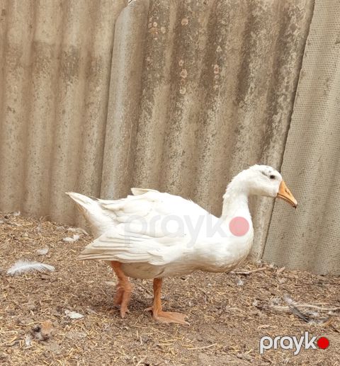Qazlar – ev quşları - Növ: qaz - Rənglər: ağ və boz-qəhvəyi (qanad — Digah