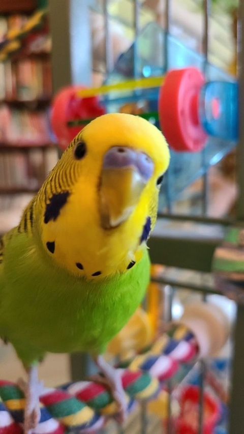 🦜 Erkək və Dişi Cüt Dalğalı Tutuquşuları 🦜 💫 Biz bu qiymətə quş yox