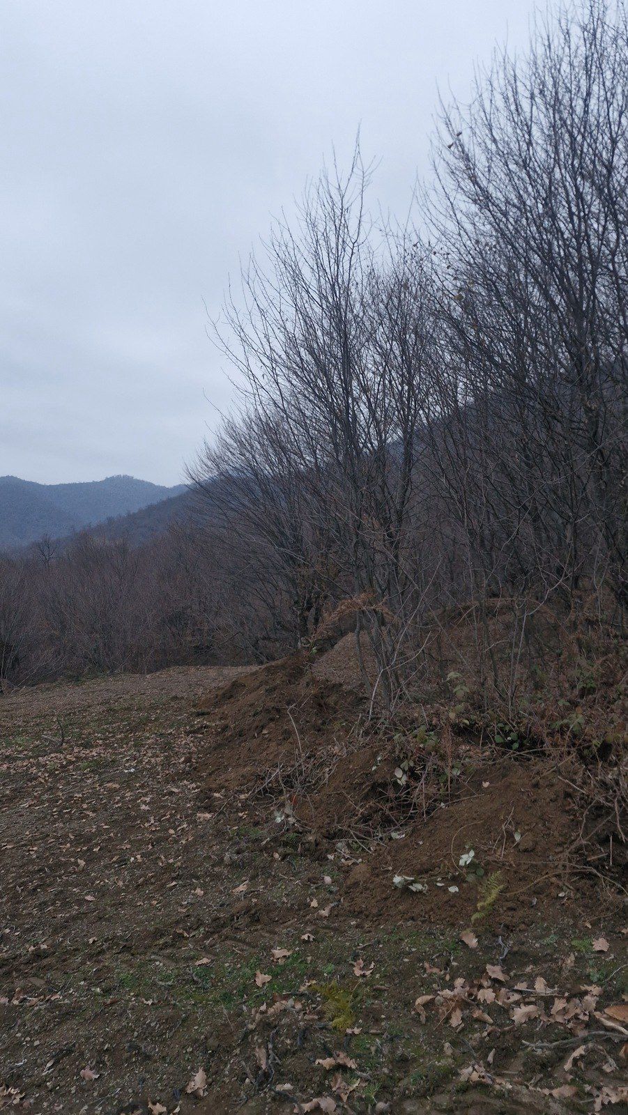 Satılır torpaq 6 sot — Torpaq, Qəbələ
