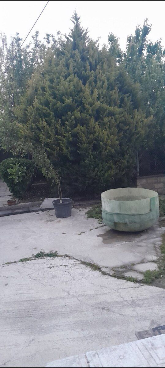 Şam ağacı — Bitkilər, Bakı
