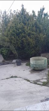 Şam ağacı — Bitkilər