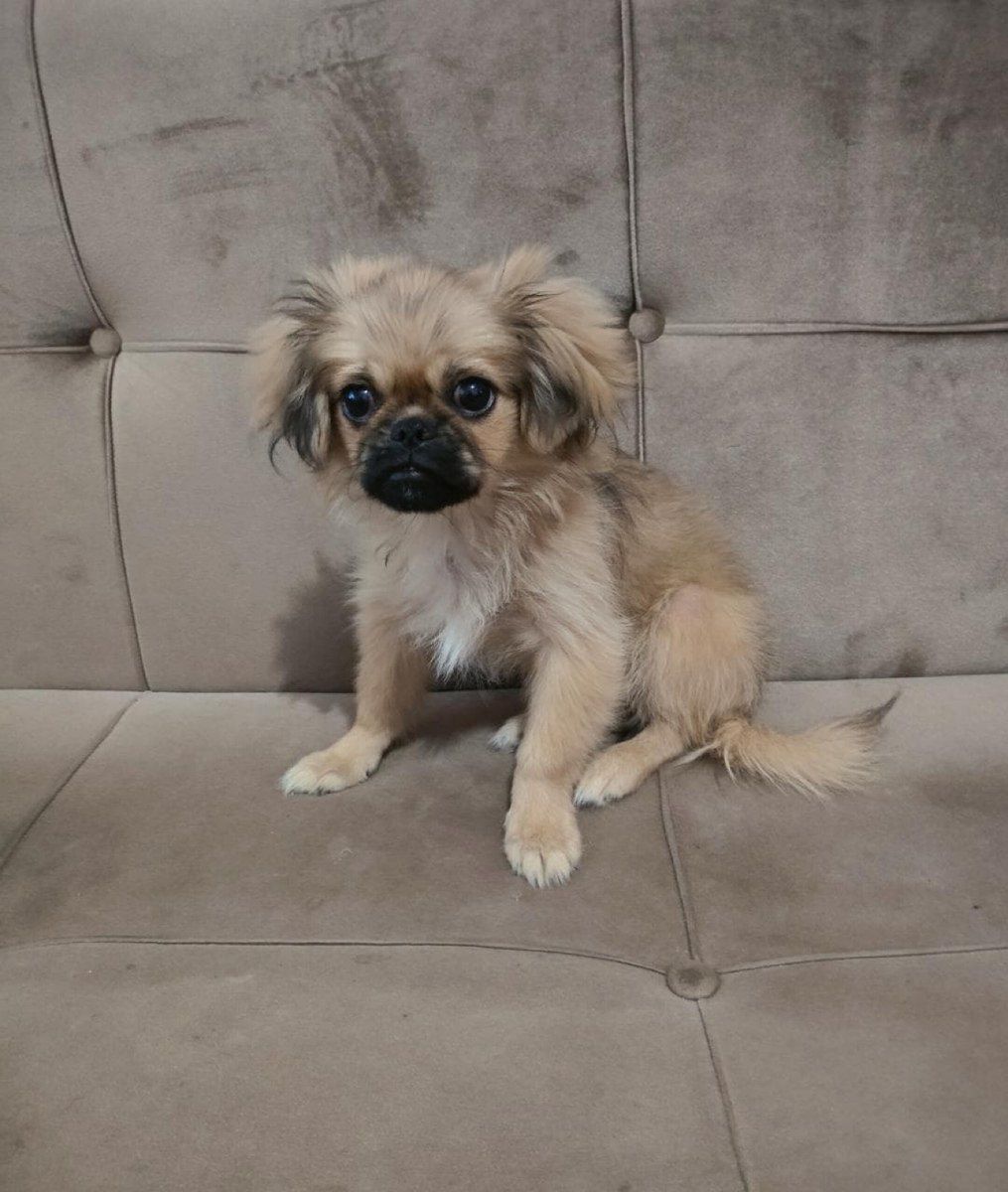 Pekines balası — Heyvanlar, Bakı (2)