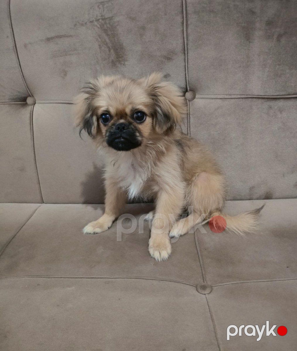 Pekines balası — Heyvanlar, Bakı (2)