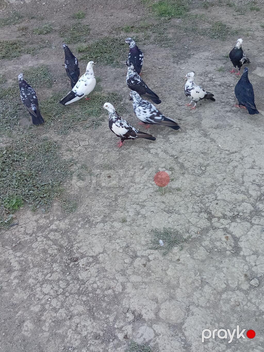 Qara ciler hamisi tərgizme quslardi hopdum satilir qiymet 90 m — Göyərçin, Salyan (2)
