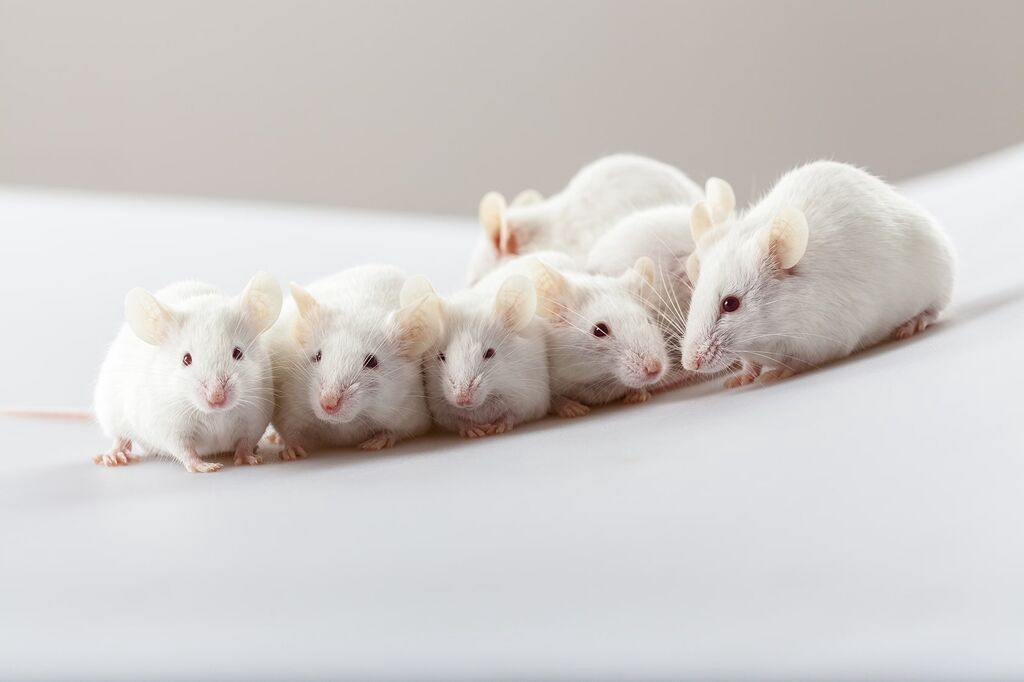Labaratoriya siçanı ağ siçan hamster xomyak Ağ laboratoriya — Heyvanlar, Bakı