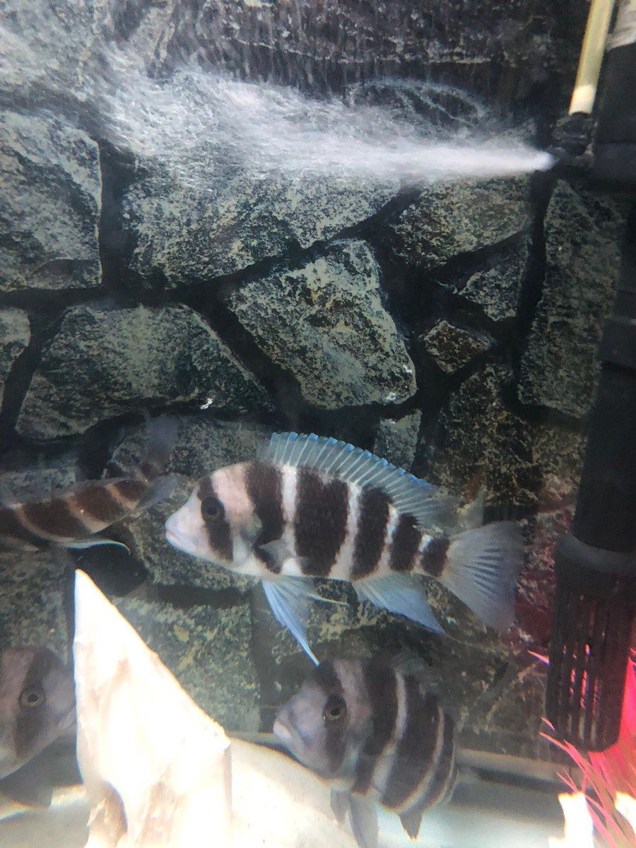 Akvarium və balıqlar — Akvariumlar və balıqlar, Bakı (4)