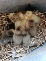 Lal ordək balası — 3 günlük, Lavanda, Macar, Zümrüd, Mirvari — Rauf