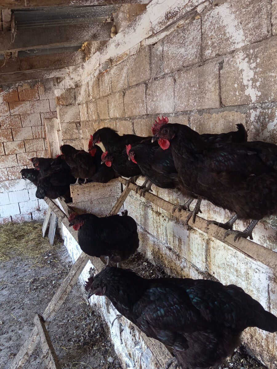 Mayalı avstralorp yumurtası — Quşlar, Şəki (4)