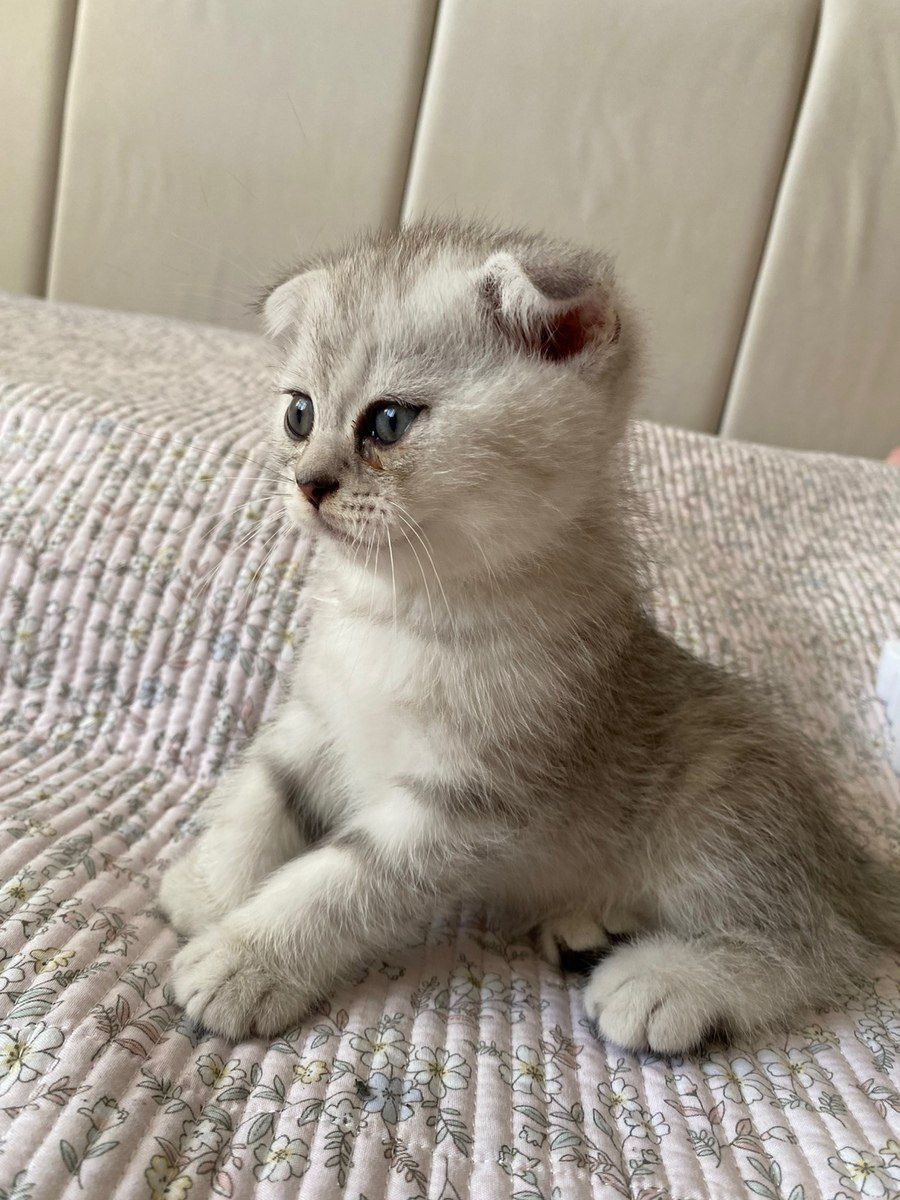 Котята — Pişiklər, Bakı