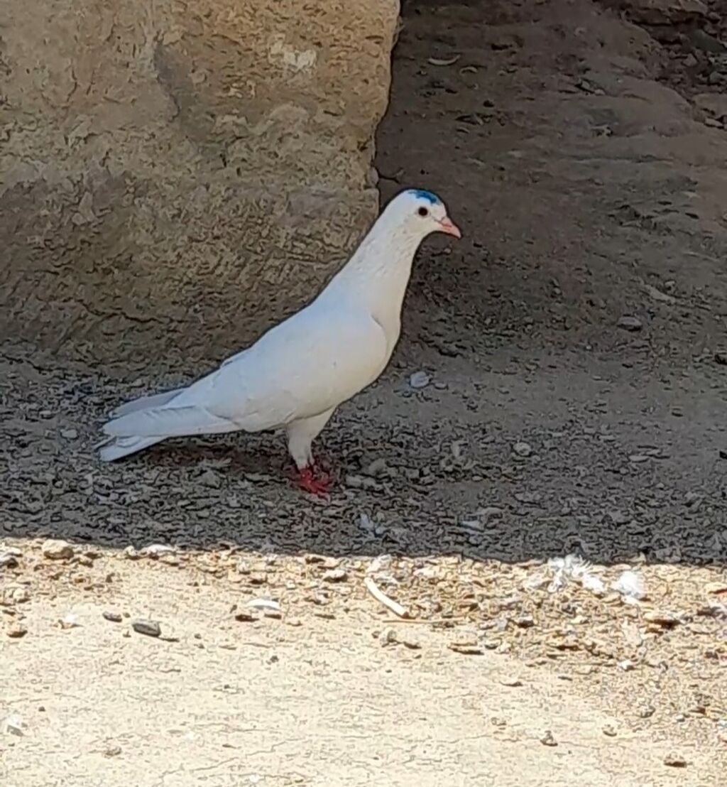Tutulmadi — Quşlar, Bakı (2)